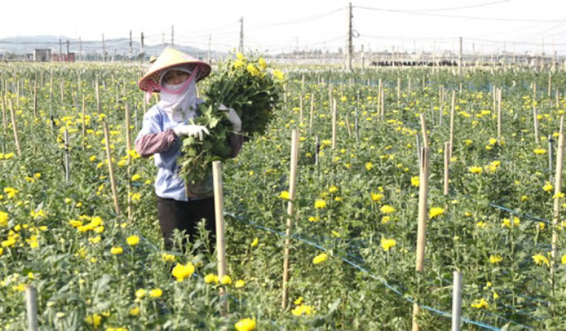 Hà Nội chuyển đổi hiệu quả gần 8.000ha đất trồng lúa