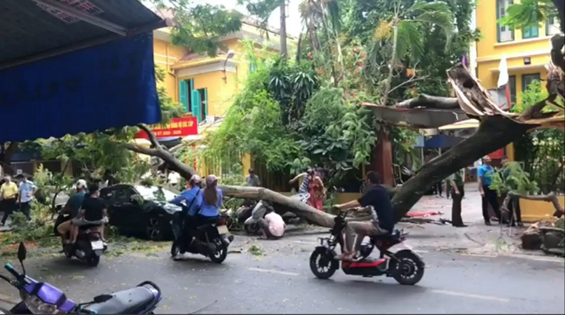 Hải Phòng: Cành cây phượng gãy đổ, đè bẹp ô tô con