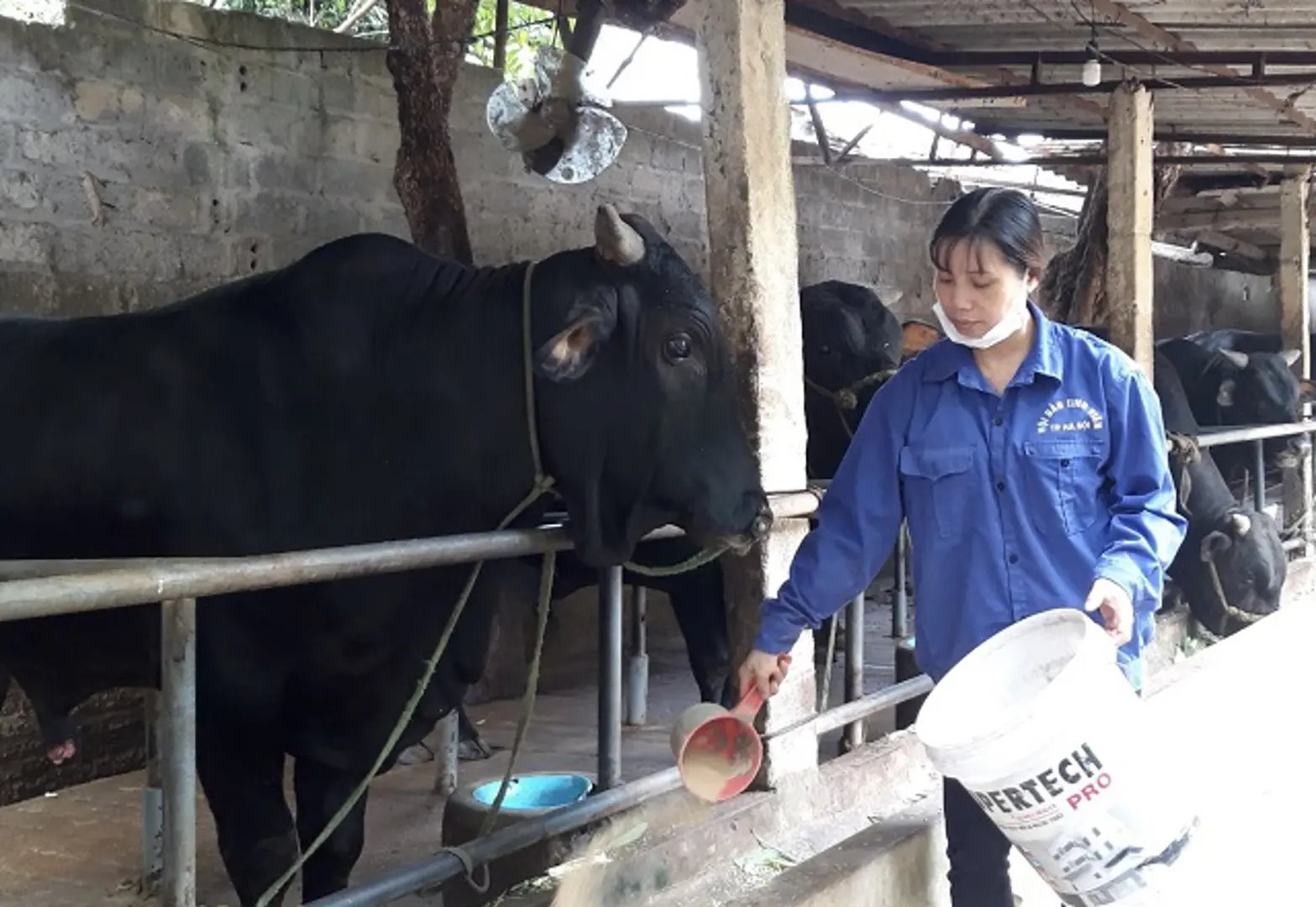 Thịt bò Wagyu “made in Hà Nội”