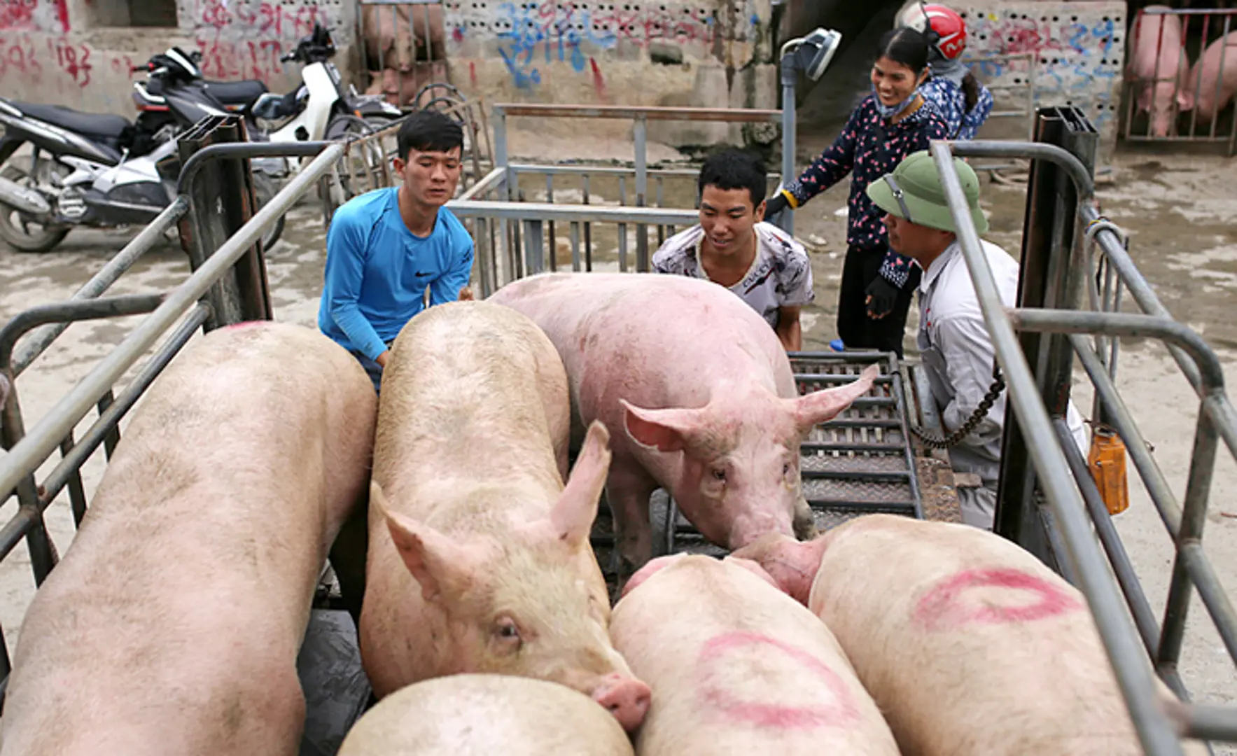 Giá lợn hơi hôm nay 8/7: Có nơi tăng mạnh 5.000 đồng/kg