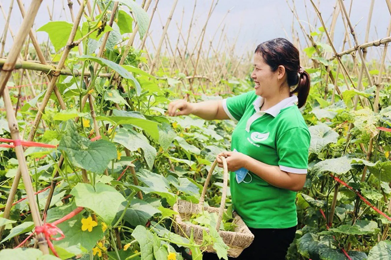 Trồng rau quả sạch thu tiền tỷ