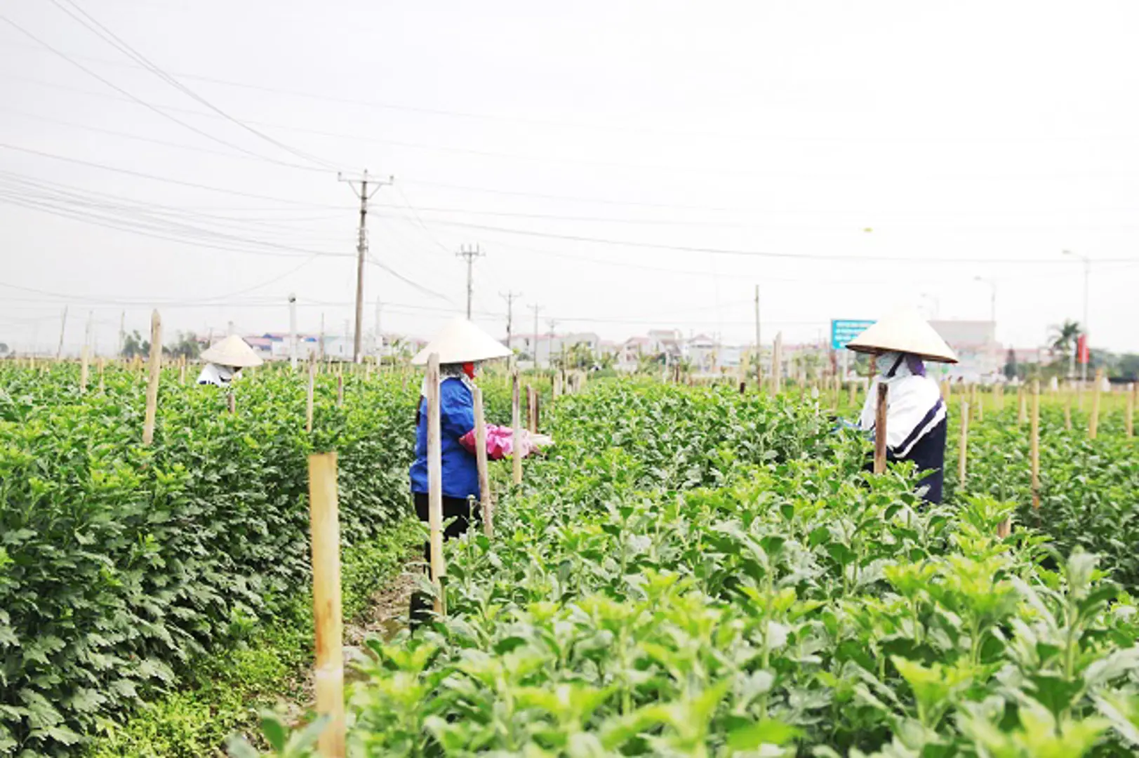 Chuyển đổi hiệu quả đất trồng lúa: Không cho đất “nghỉ”