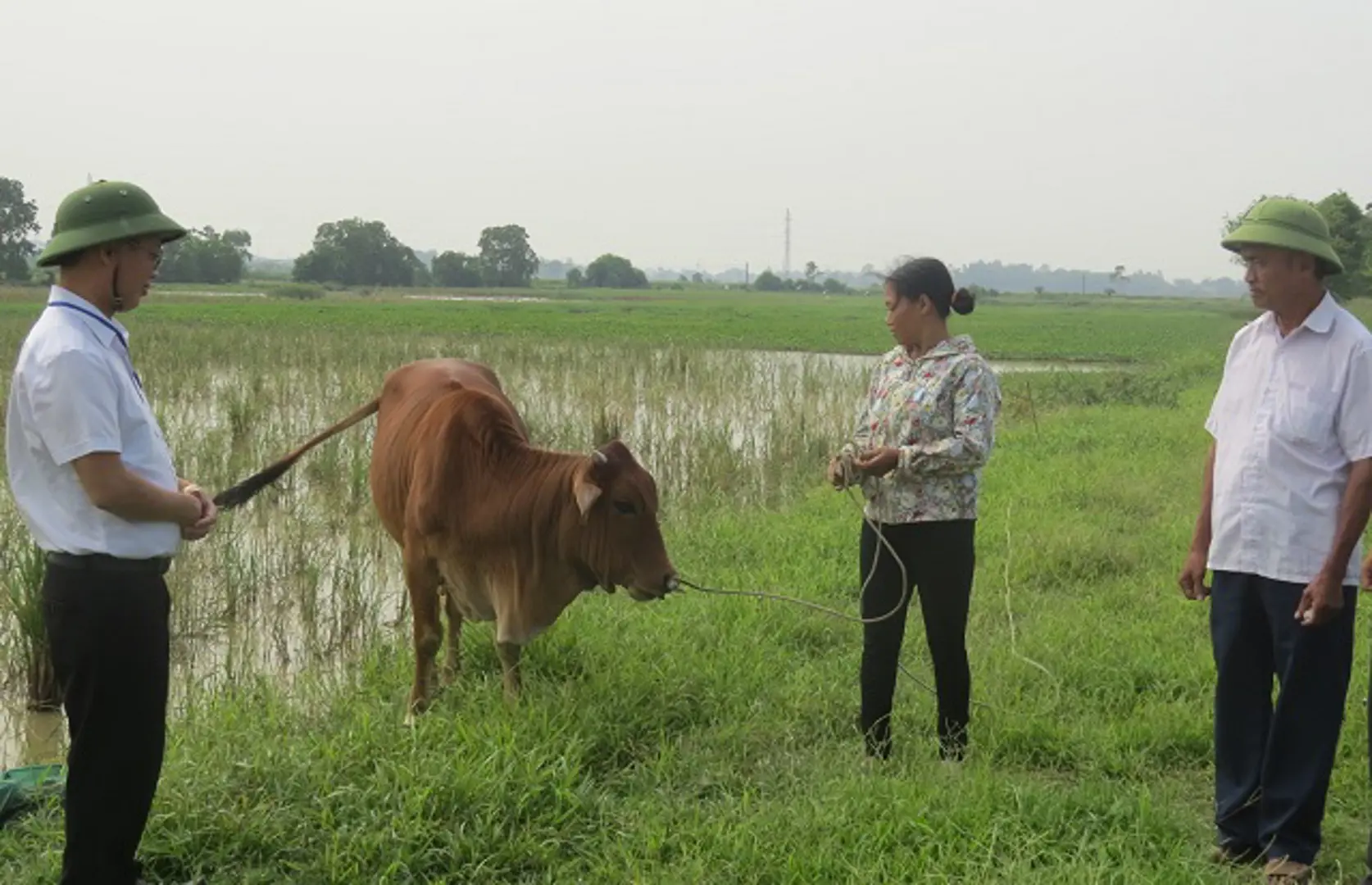 Ứng Hòa tạo hiệu quả thiết thực trong xóa đói giảm nghèo