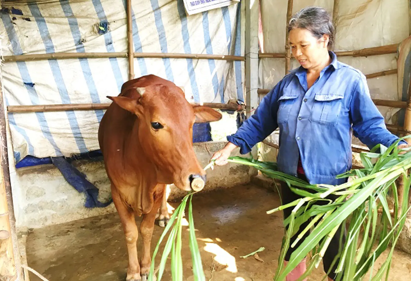 Phát triển đàn bò ở xã đảo Minh Châu