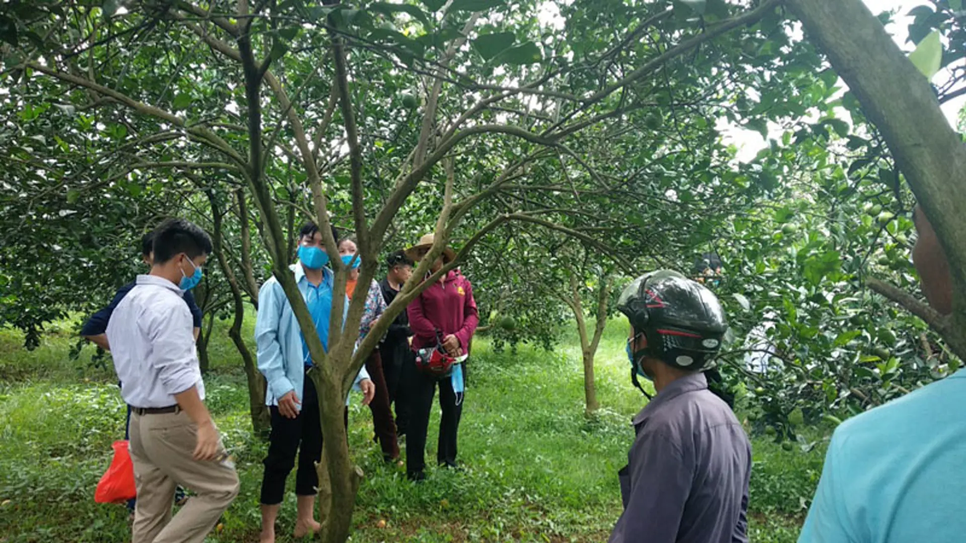 Nâng tầm thương hiệu cam Cao Phong