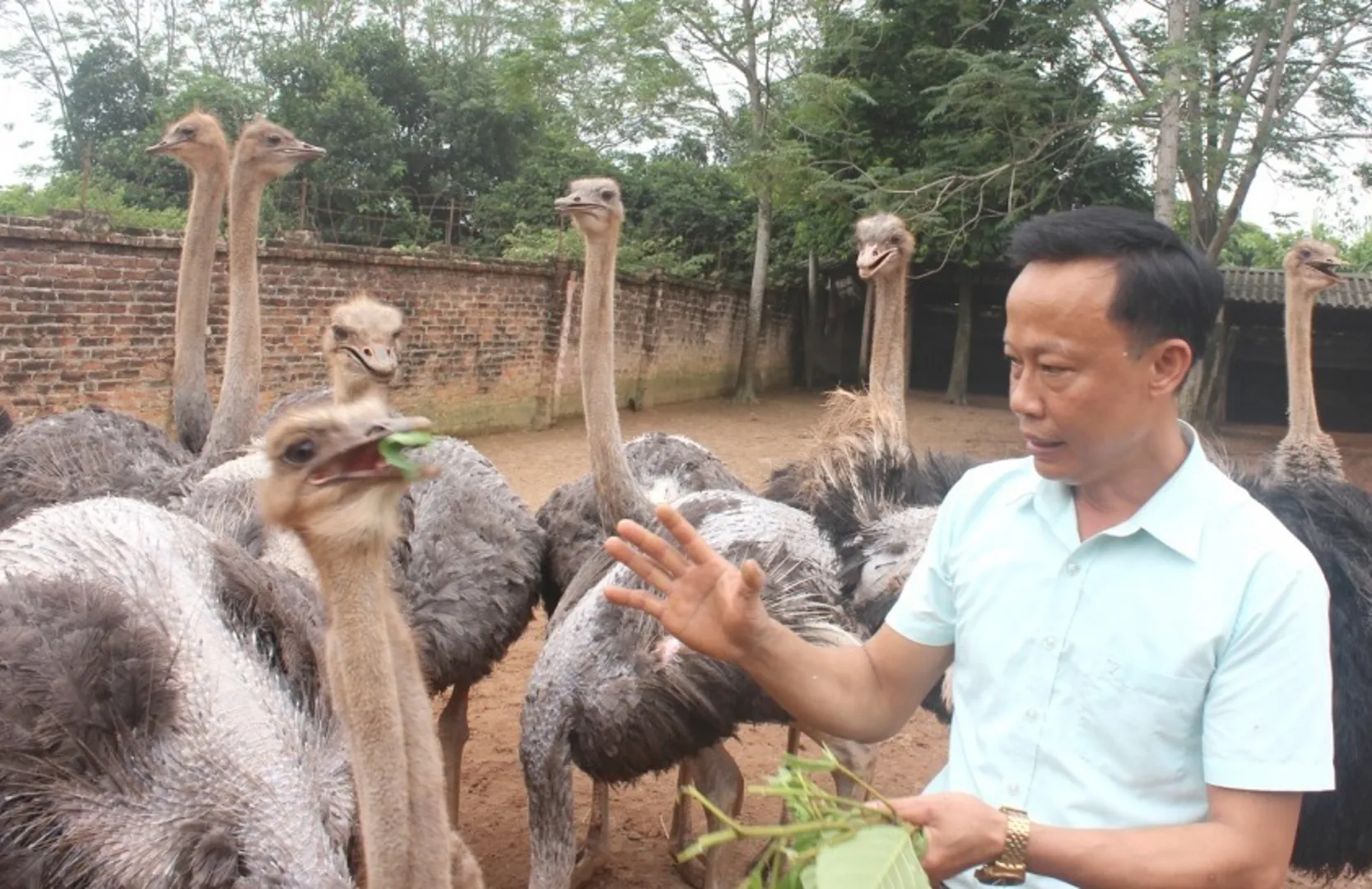 Làm giàu từ nuôi đà điểu