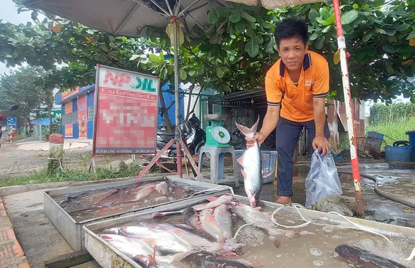 Tiêu dùng trong tuần: Giá vàng, trái cây tăng vọt; trong khi giá thực phẩm giảm mạnh