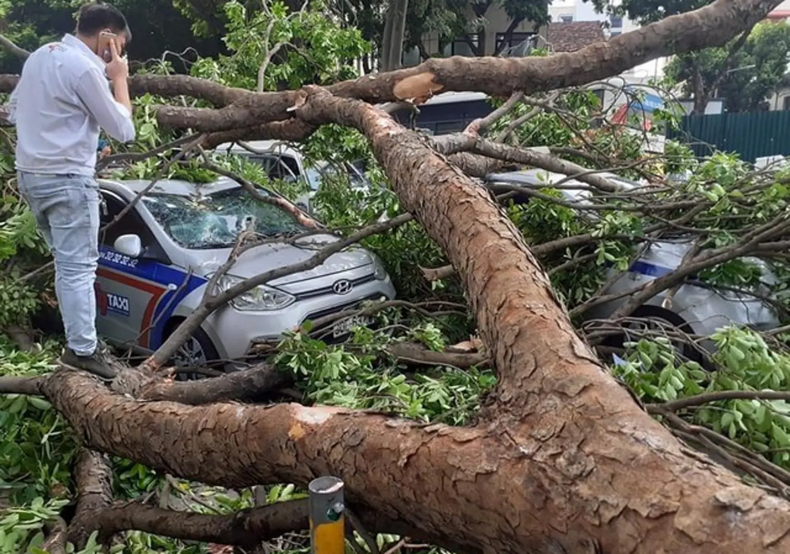 Hà Nội: Cây xà cừ đổ đè trúng 3 ô tô trên đường Trần Hưng Đạo