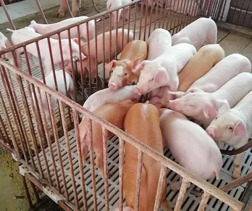 Tiêu dùng trong tuần: Giá vàng, thực phẩm đồng loạt giảm sâu