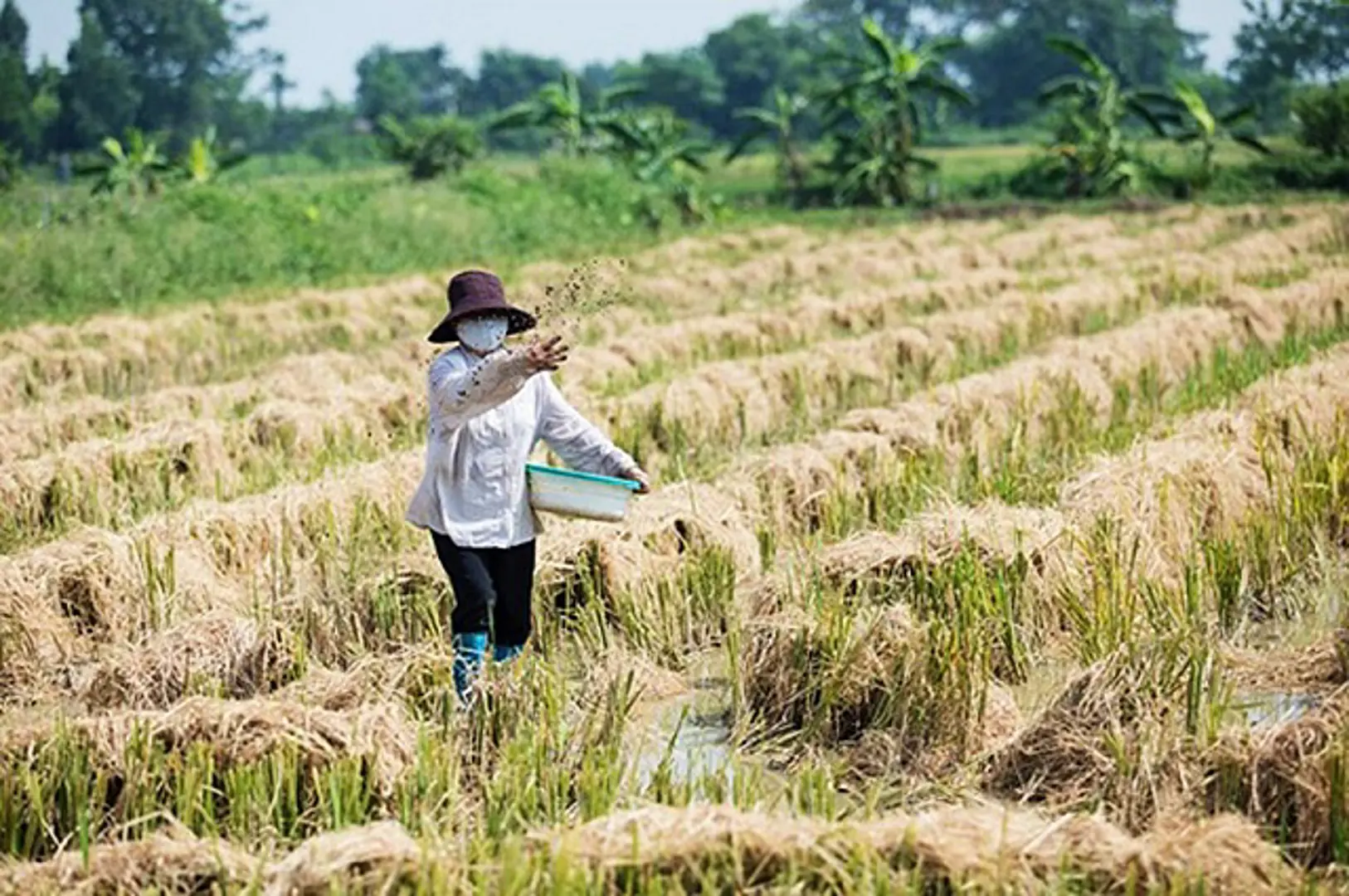 Xử lý đốt rơm rạ ngoại thành Hà Nội: Chưa có biện pháp bền vững