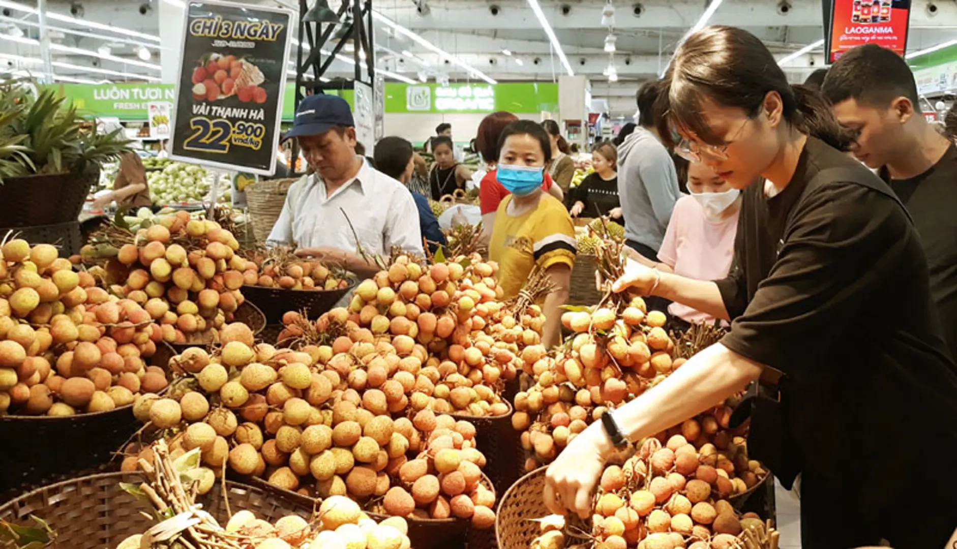 Xắn tay tìm đầu ra cho vải thiều