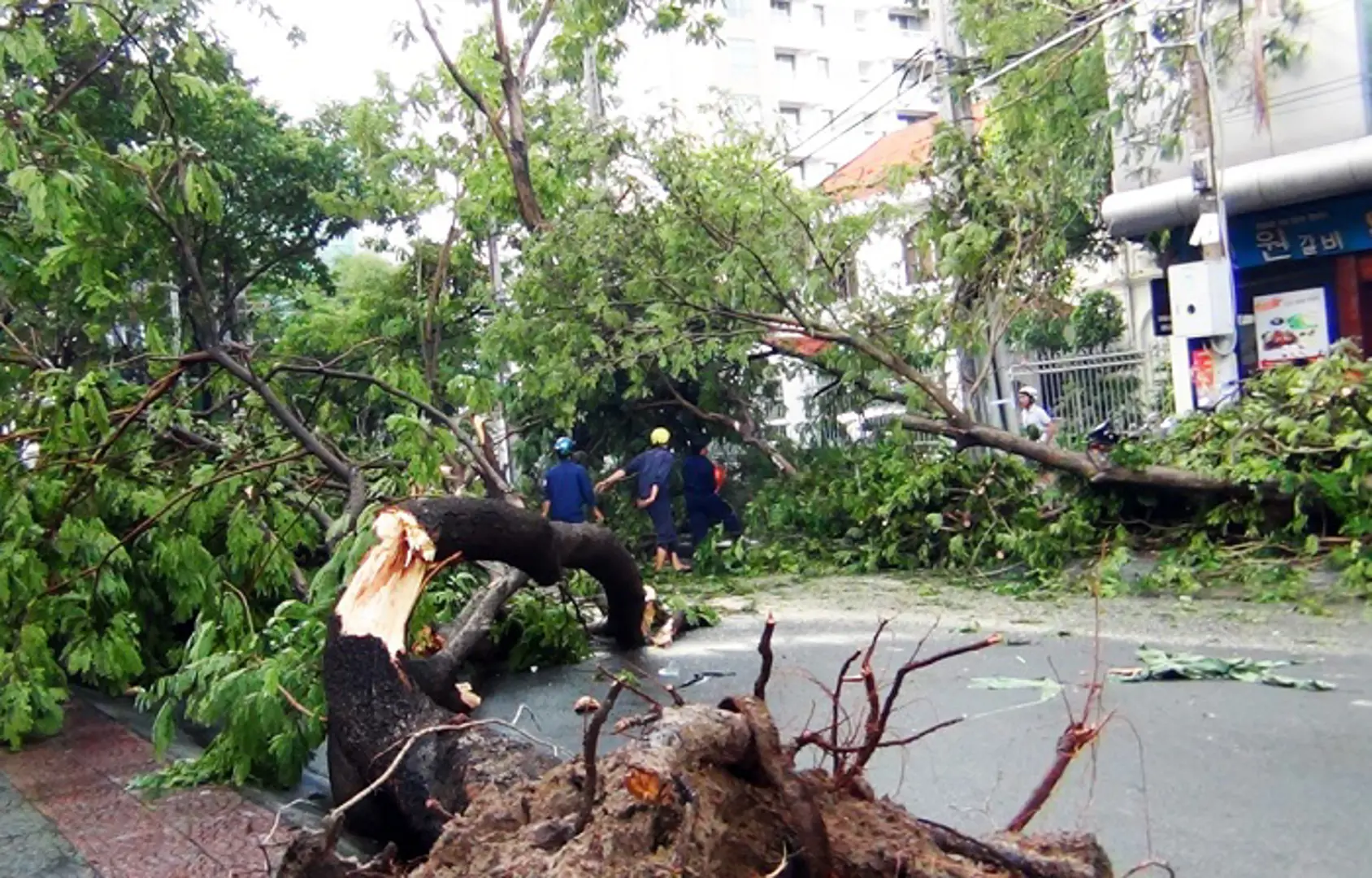 TP Hồ Chí Minh: Yêu cầu đảm bảo an toàn đối với hệ thống cây xanh trên địa bàn