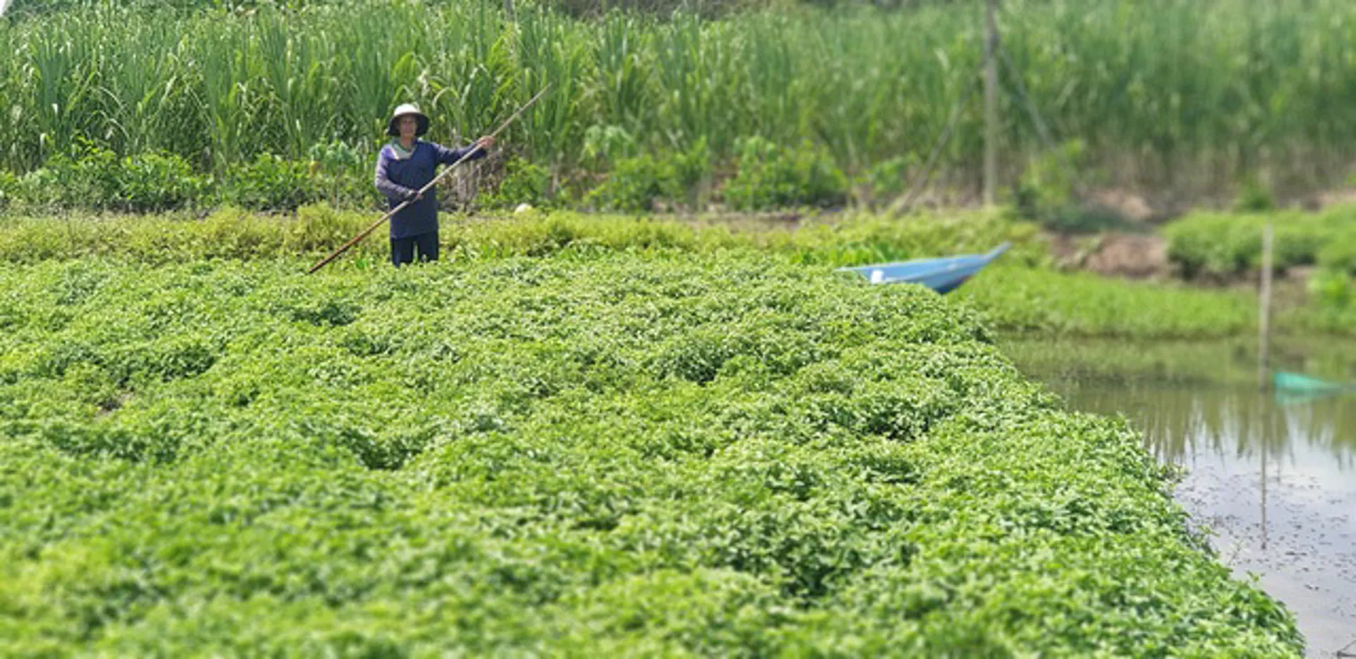 Khám phá “thủ phủ” sương sáo dùng để sản xuất nước giải khát tại miền Tây