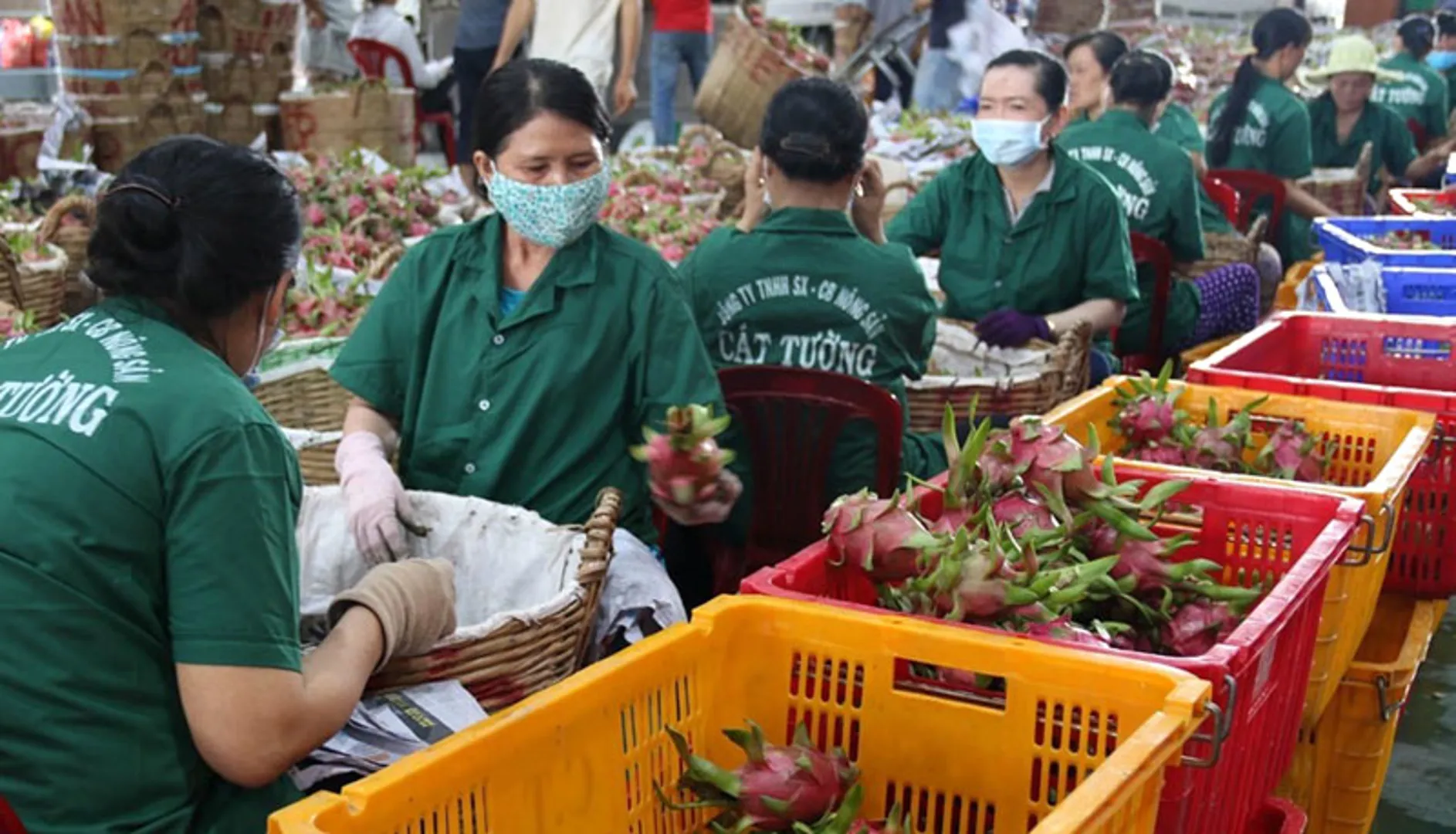 Xuất khẩu nông sản hậu Covid-19: Vẫn còn cơ hội đột phá