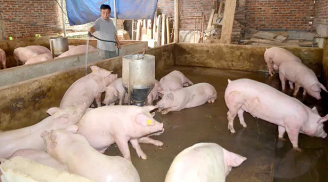 Tái đàn lợn ở Hà Nội: Dành 150 tỷ đồng chi hỗ trợ tái đàn lợn