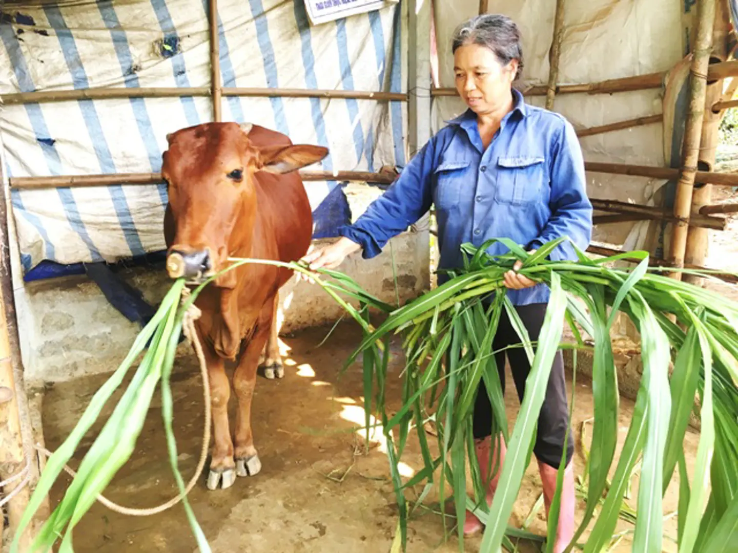 236.000 hộ dân tộc thiểu số thoát nghèo trong 5 năm