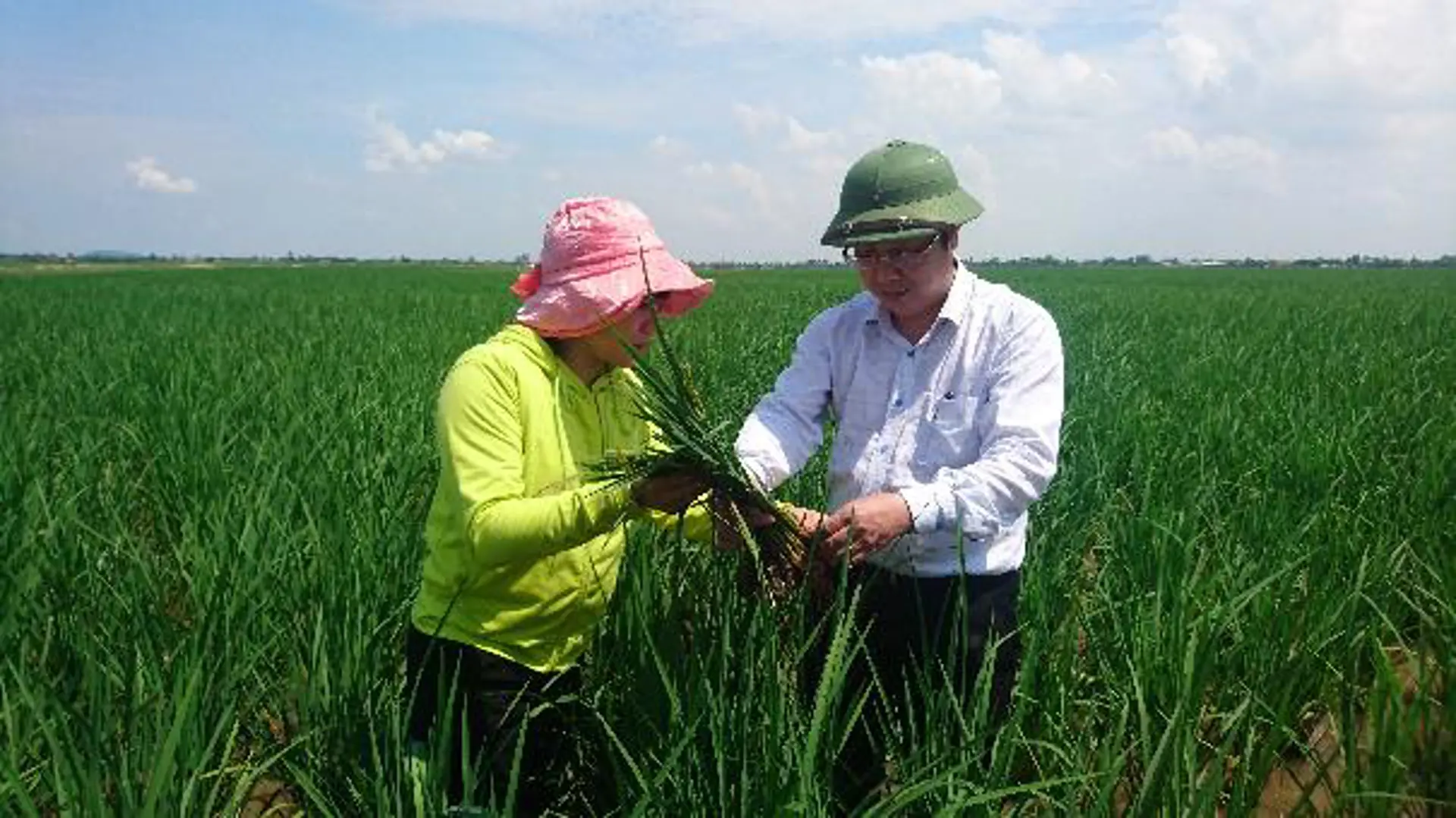 Bệnh lùn sọc đen hại lúa có nguy cơ bùng phát thành dịch