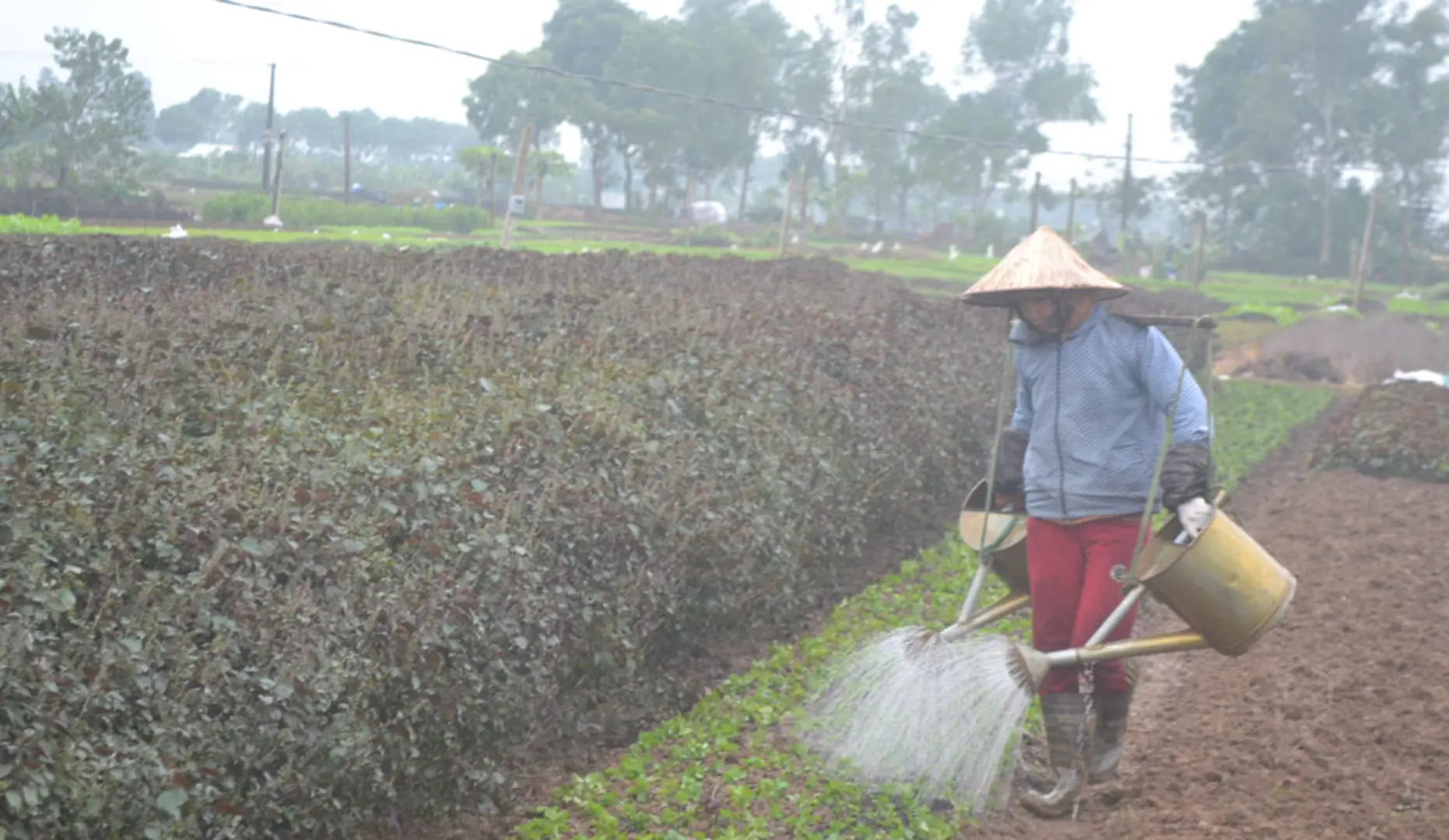 Khá giả nhờ trồng rau gia vị