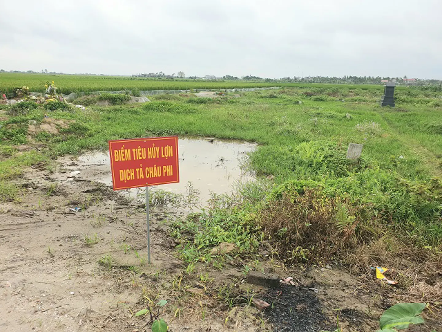 Tiên Lãng (Hải Phòng): Dịch tả lợn châu Phi bùng phát, người dân phải chôn lấp tại nghĩa trang