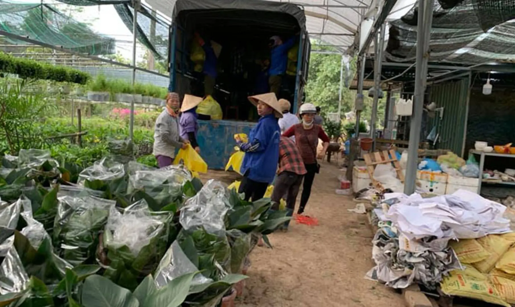 Tích Giang làm giàu nhờ hoa, cây cảnh