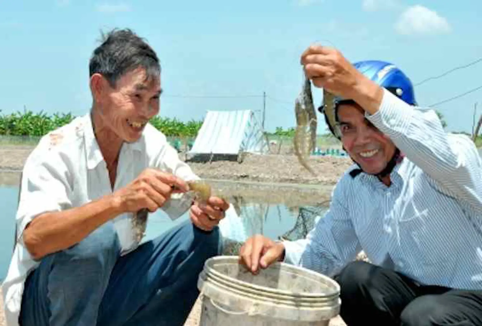 Kế hoạch hành động quốc gia phát triển ngành tôm