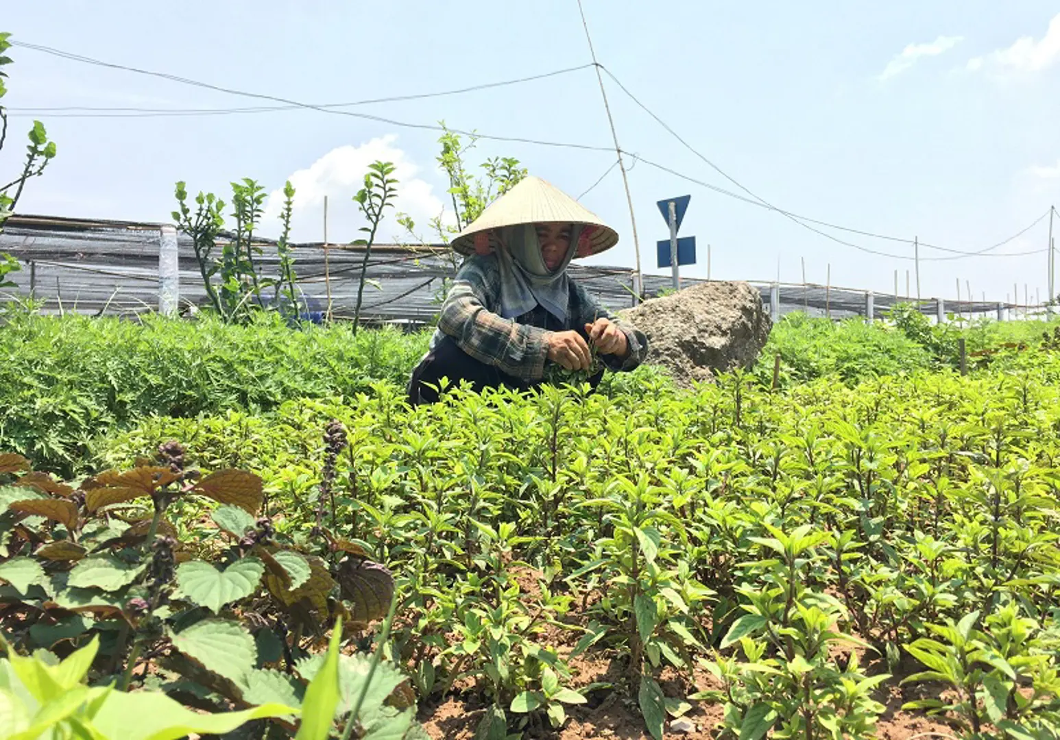 [Chùm ảnh] Nông dân ngoại thành đối phó với nắng nóng đầu hè