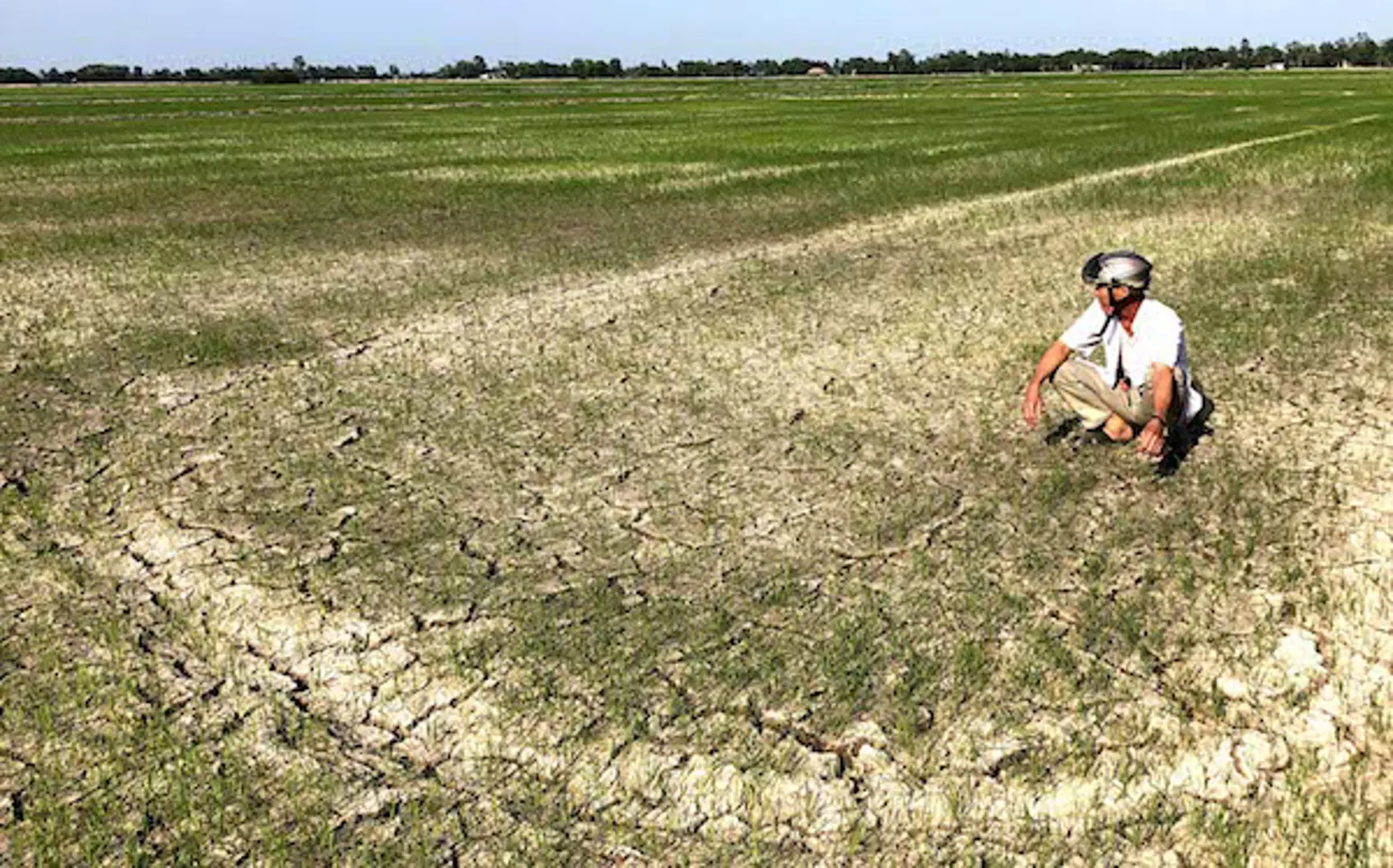 Hạn mặn “khốc liệt” chưa từng có, người dân Đồng bằng sông Cửu Long điêu đứng