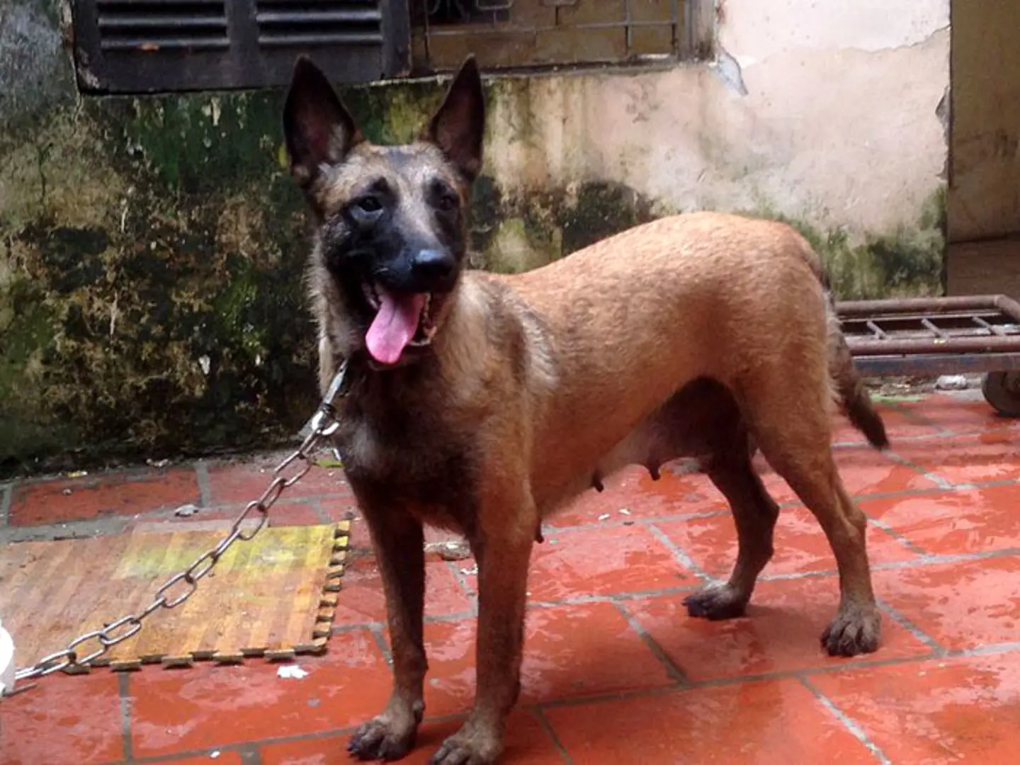 Quản lý chặt chó Malinois cắn chết người