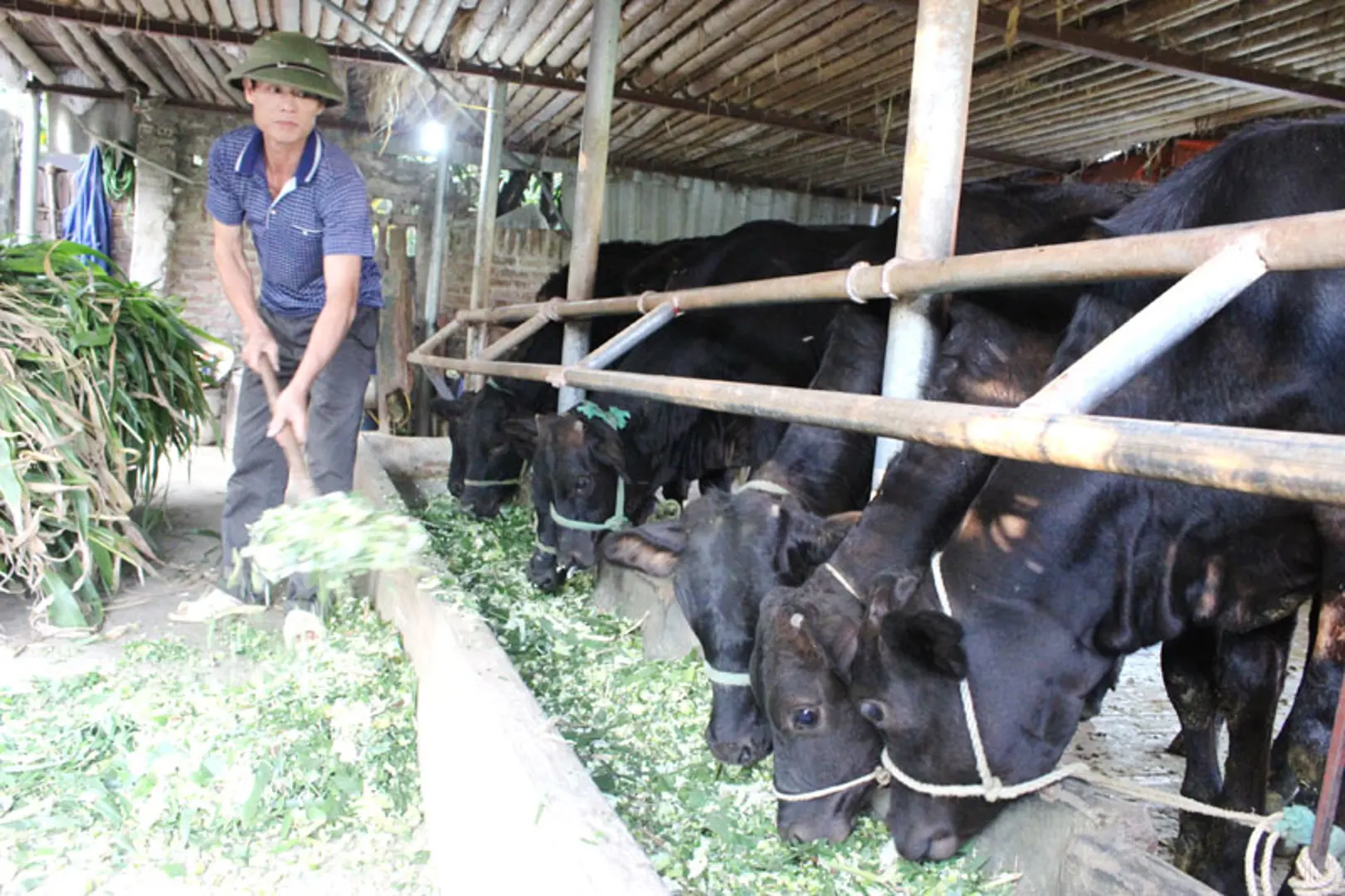 Ba Vì nâng giá trị chăn nuôi bò thịt