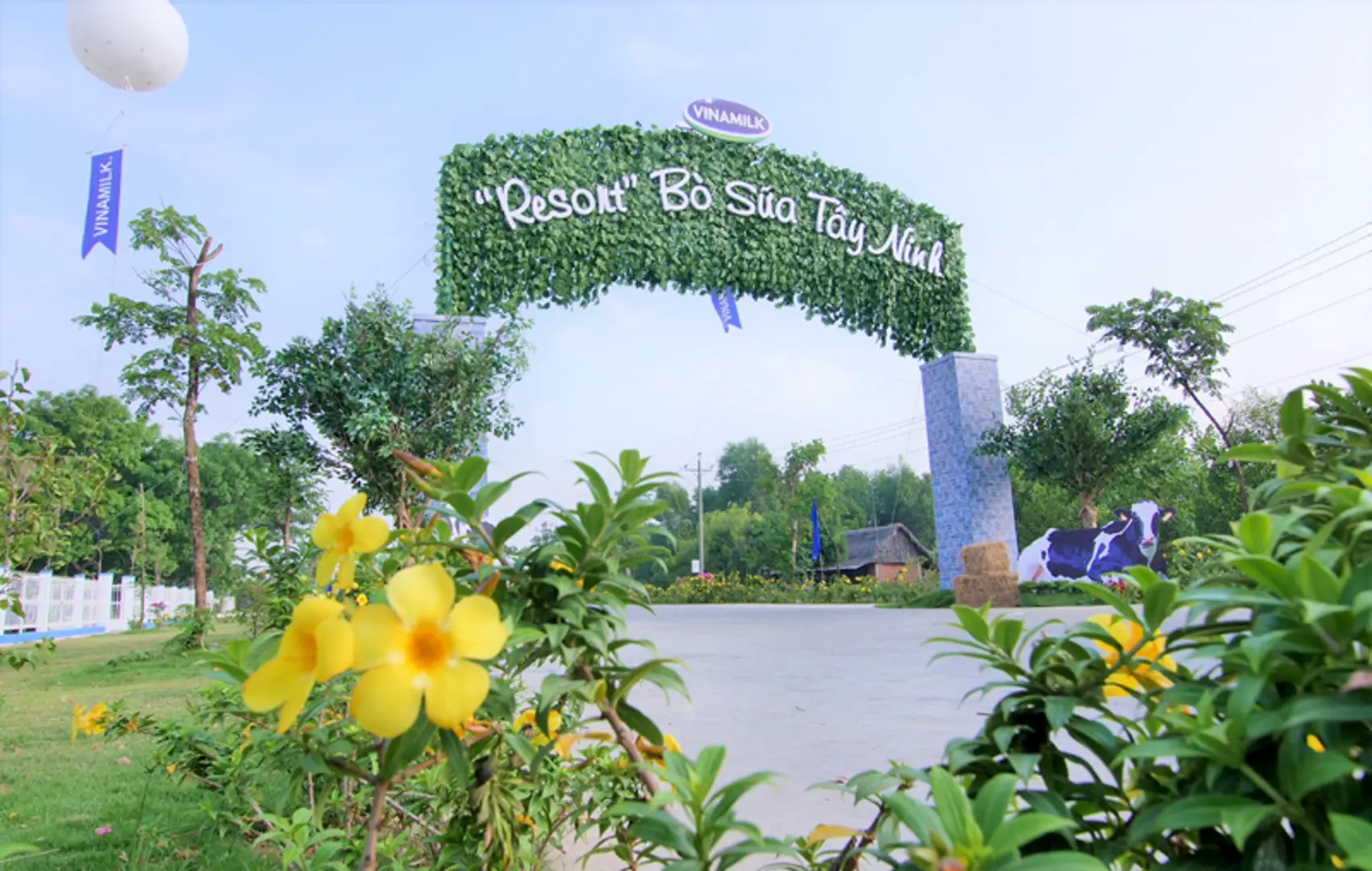 Người tiêu dùng hưởng lợi từ những "resort" bò sữa chuẩn Global G.A.P của Vinamilk