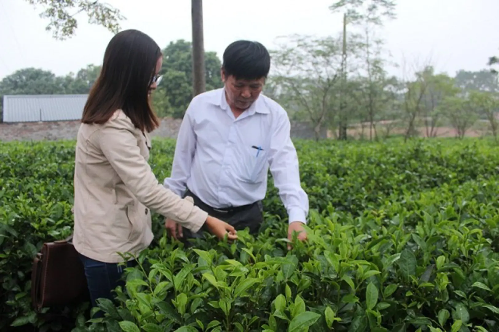 Nâng giá trị cho cây chè