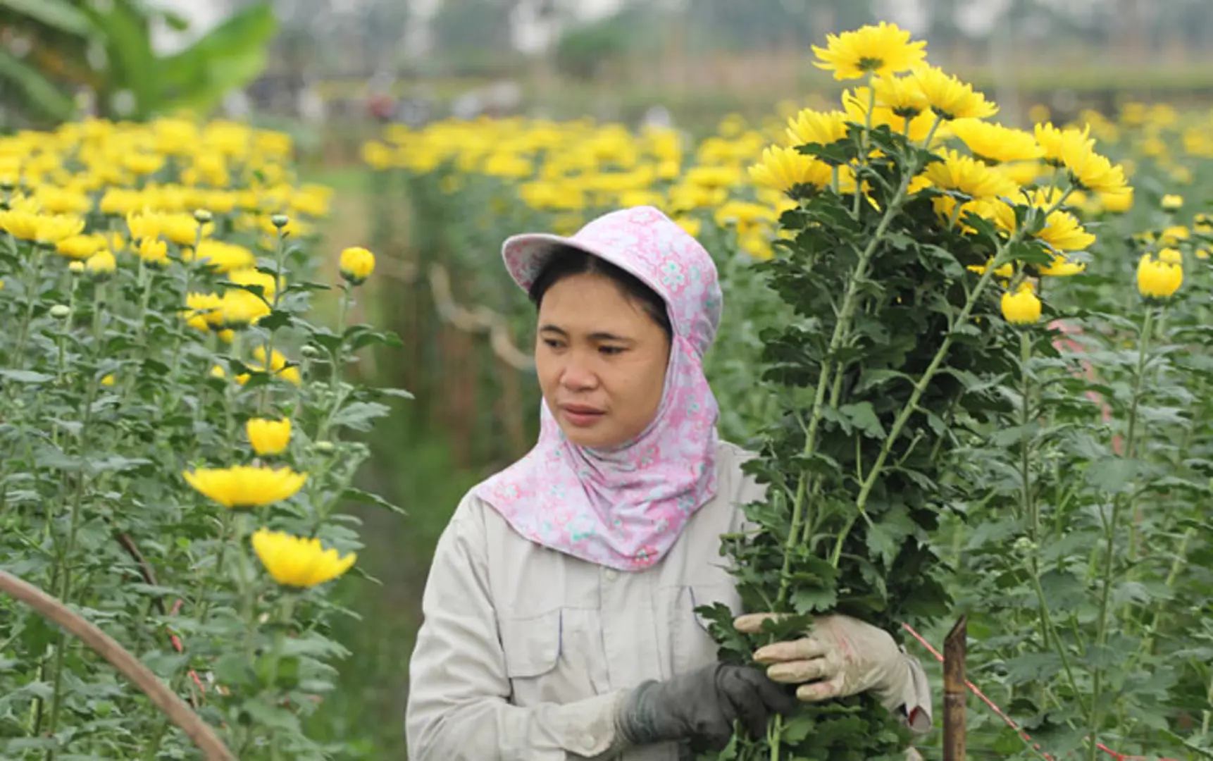 Tất bật vụ hoa Tết