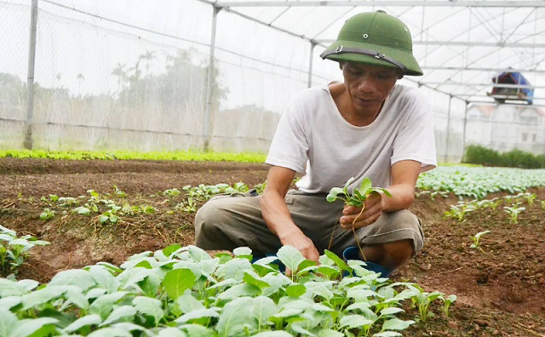 Mở rộng kênh tiêu thụ rau an toàn