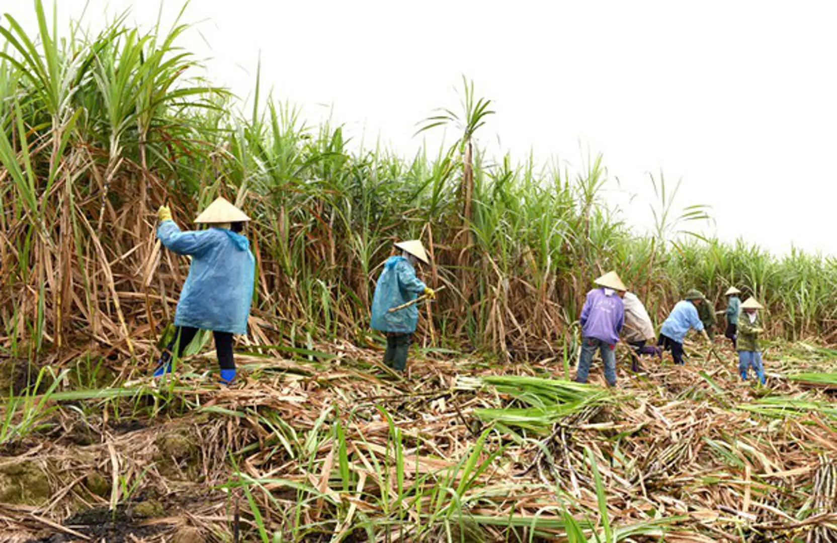 Đường lậu “bóp chết” 1/3 nhà máy đường, nhiều cánh đồng mía bỏ hoang