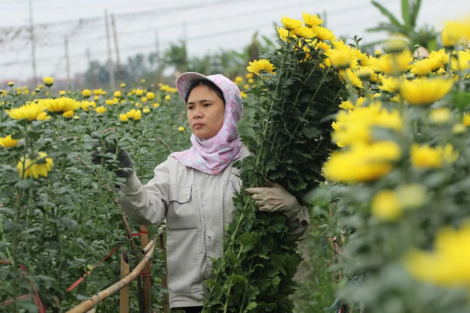 Nâng tầm thương hiệu hoa Mê Linh