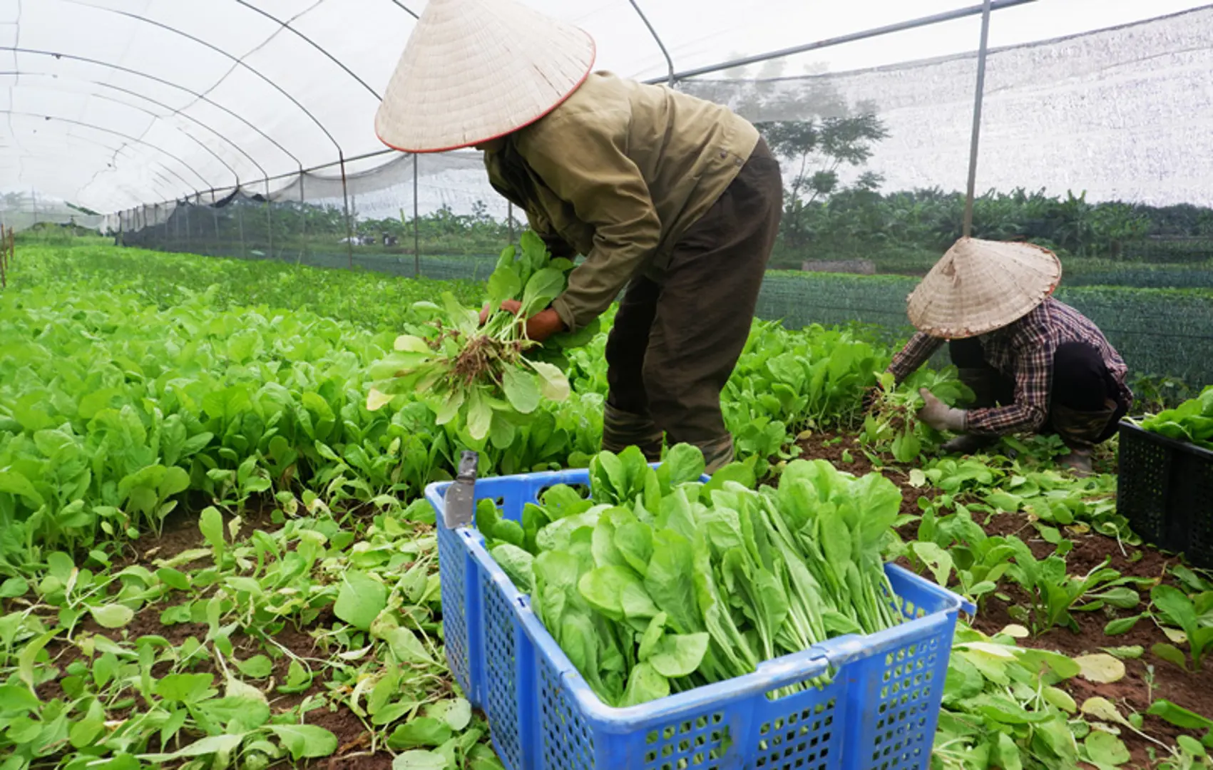 Vì sao nhiều hợp tác xã chưa đưa được hàng nông sản vào chuỗi cung ứng giá trị? - Kỳ 1: Hiệu quả từ sản xuất nông sản an toàn