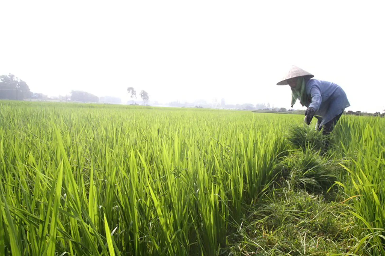 Lo ngại gia tăng tích trữ lúa gạo