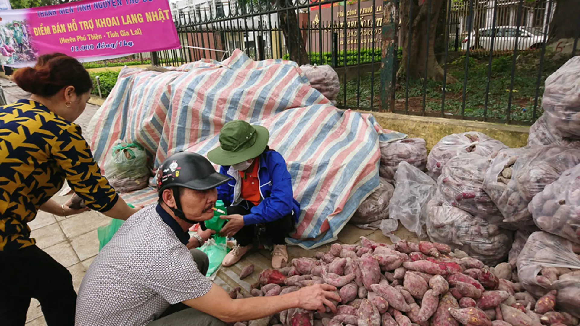 Thanh niên tình nguyện Thủ đô giải cứu khoai lang cho đồng bào Gia Lai