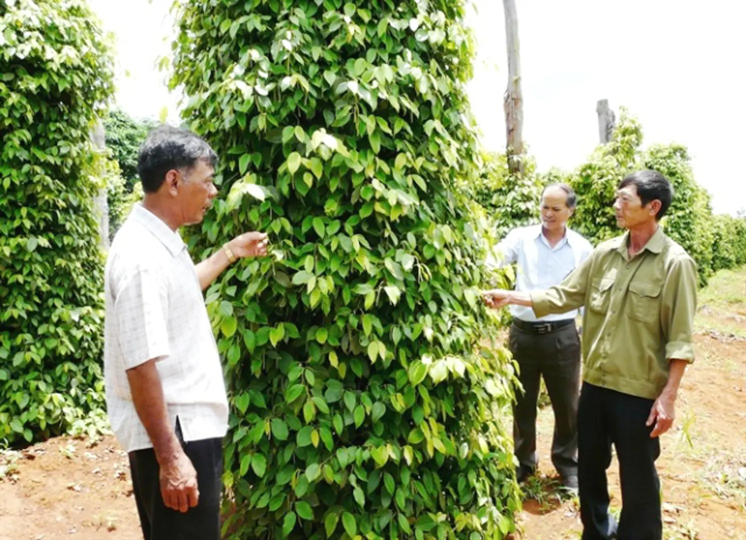 Sản xuất hồ tiêu của Việt Nam chưa bền vững