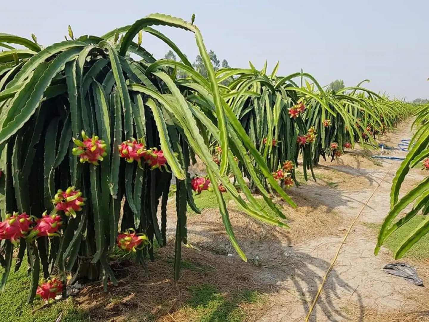 Trái thanh long Long An giữa mùa dịch nCoV