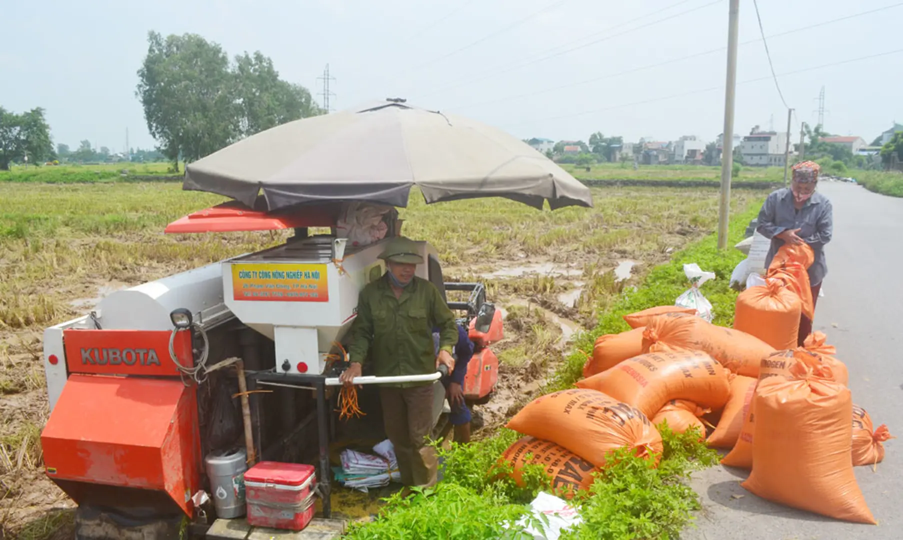 Ứng Hòa tập trung nâng cao giá trị cây lúa