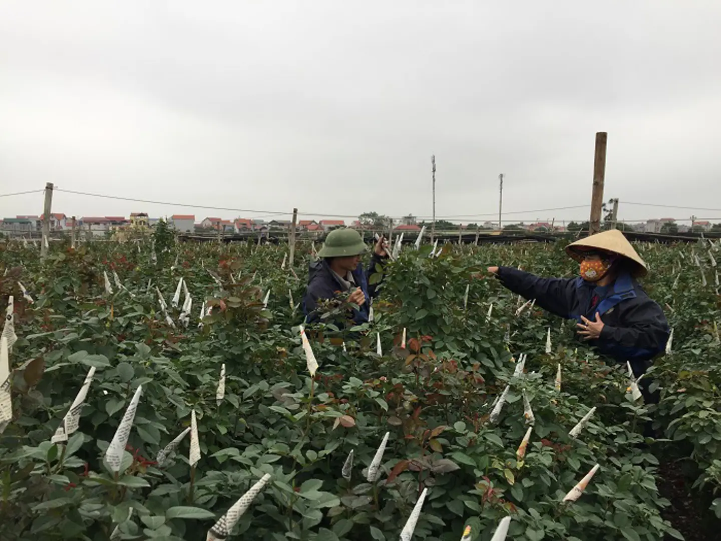 Giá hoa Tết Nguyên đán 2019 phụ thuộc nhiều vào thời tiết