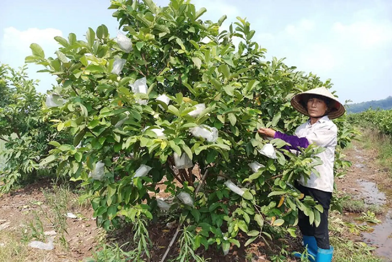 Huyện Quốc Oai: Nhiều mô hình sản xuất doanh thu hàng tỷ đồng