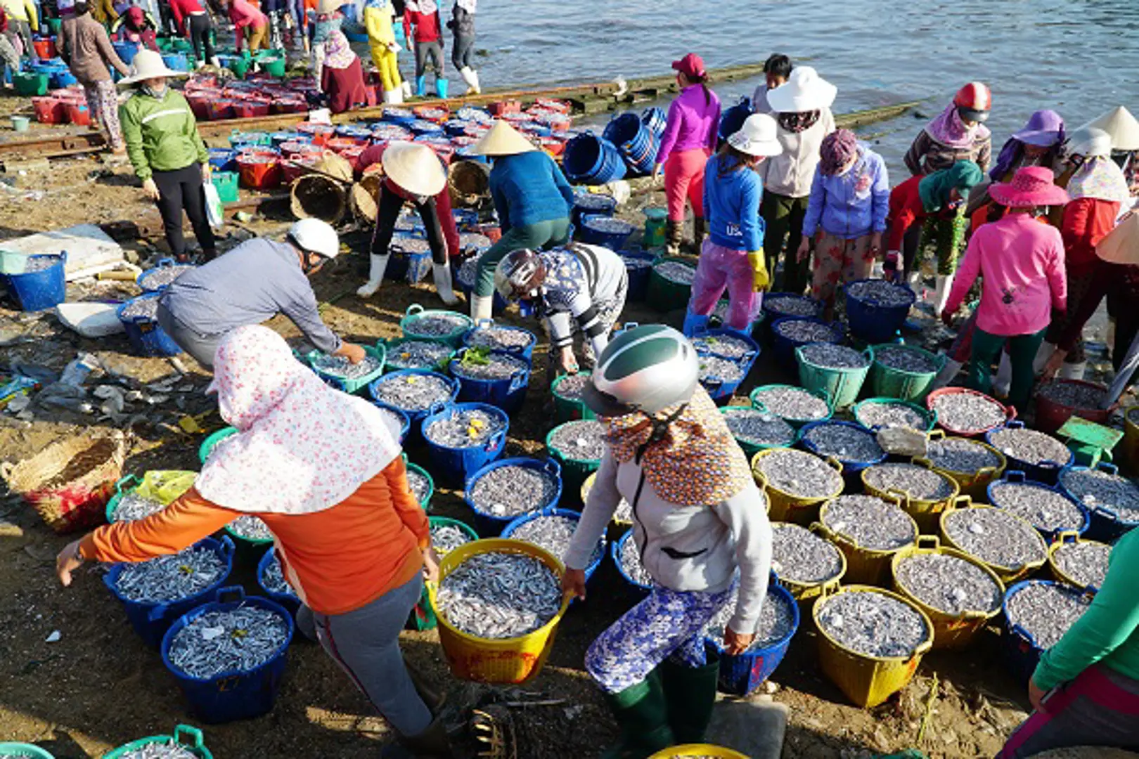 Ngư dân Quảng Ngãi trúng đậm cá cơm