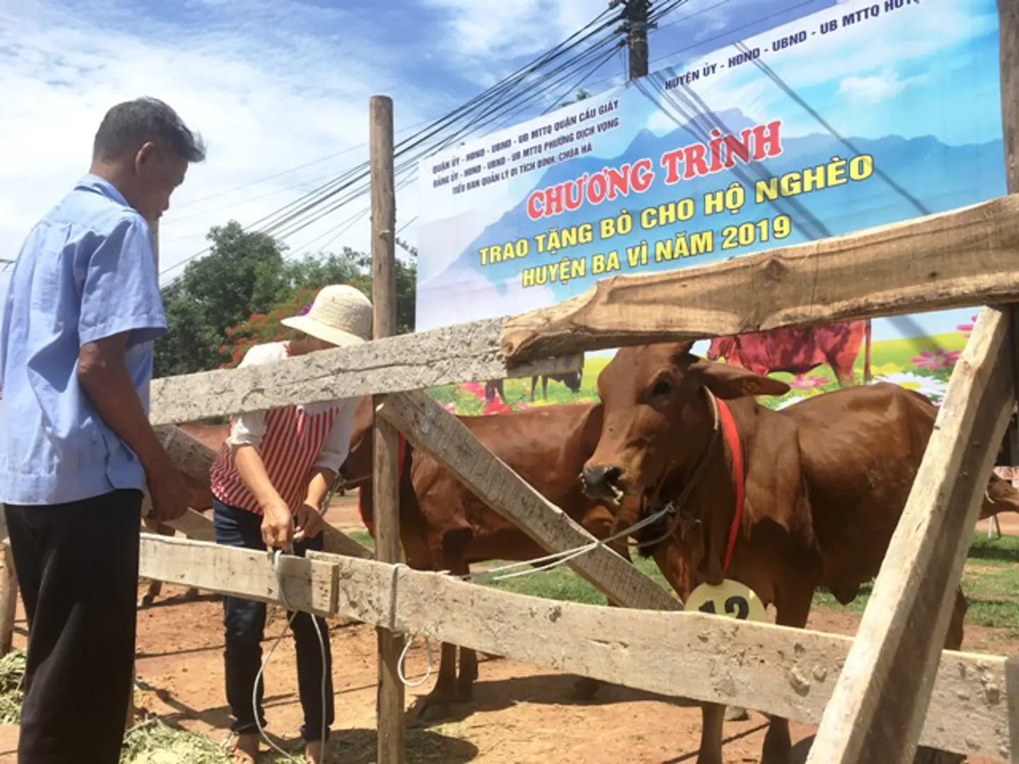 Phường Dịch Vọng (quận Cầu Giấy) tặng bò cho 50 hộ nghèo huyện Ba Vì