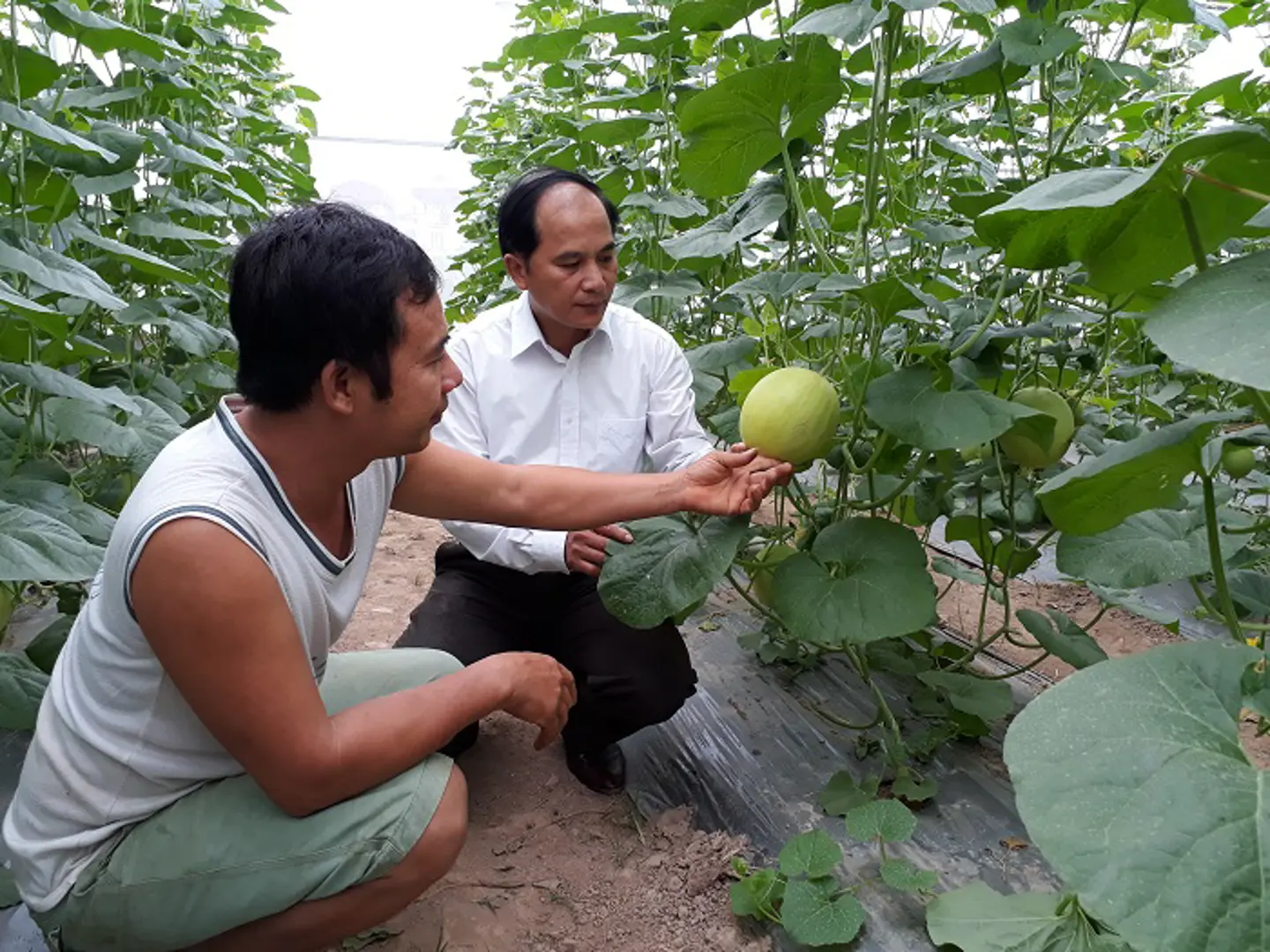 Gỡ đầu ra cho nông sản an toàn