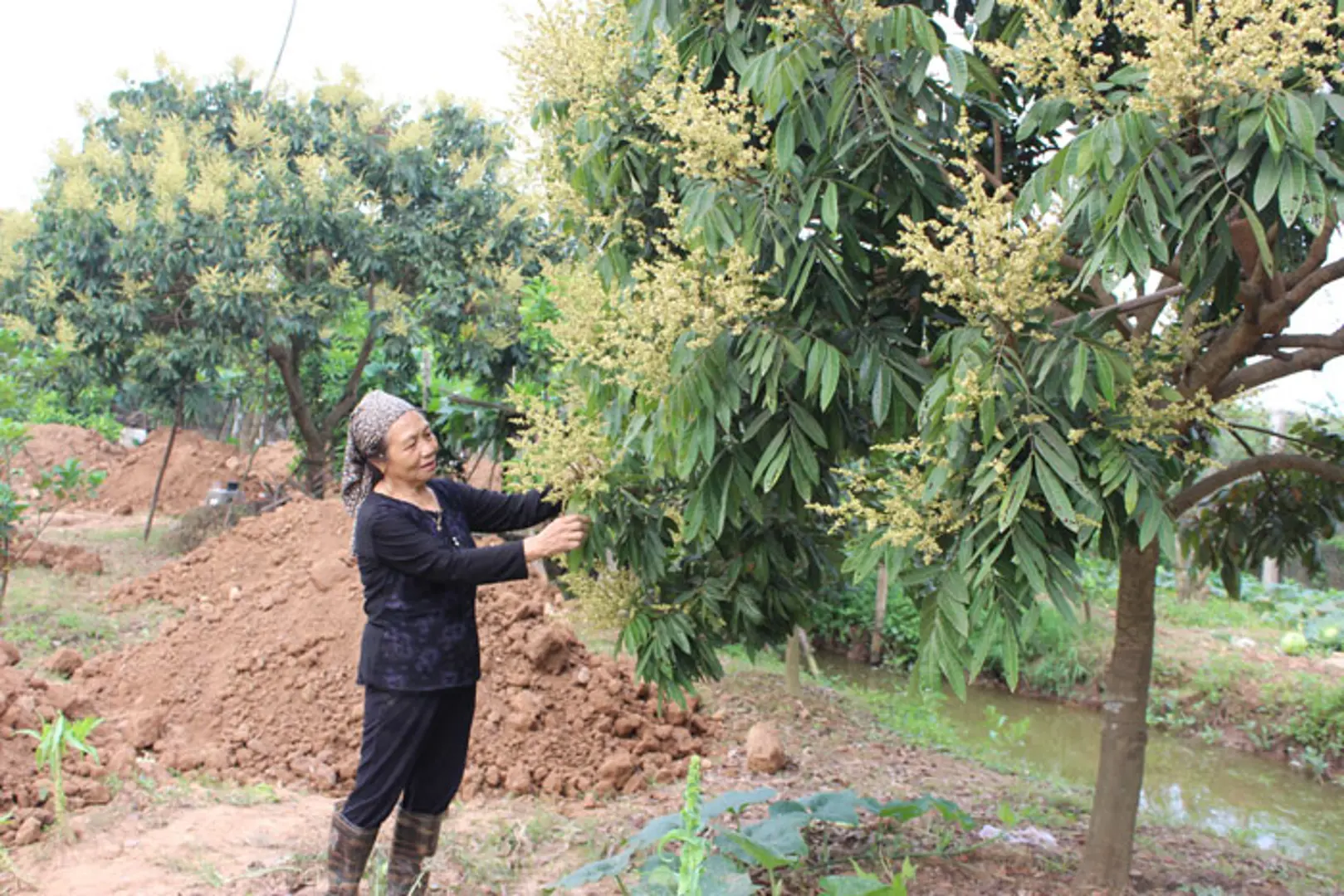 Tăng giá trị cho nhãn muộn Đại Thành