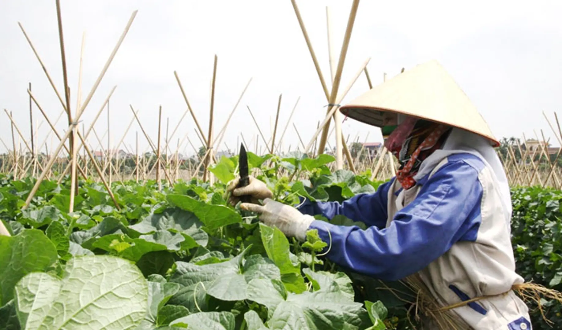 Nguy cơ gia tăng sâu bệnh vụ Xuân