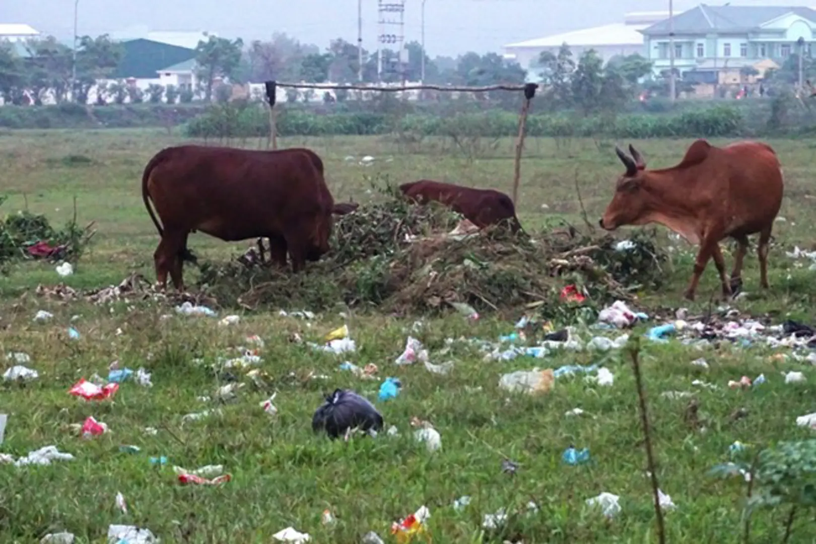 Đà Nẵng: Nghịch lý cấp đất cho doanh nghiệp không có dự án