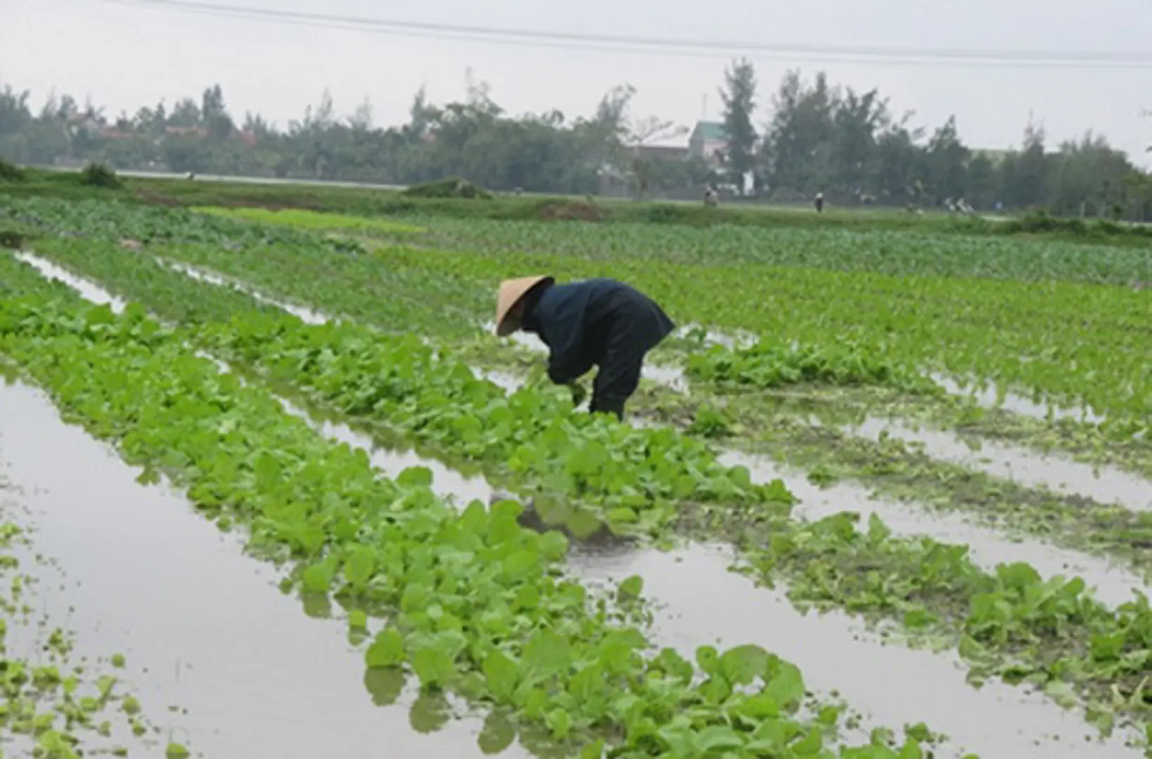 9.800ha cây trồng đang bị ngập úng do mưa lớn